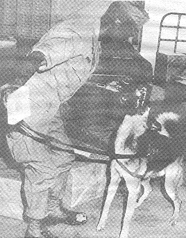 Smidget (Drug Dog)